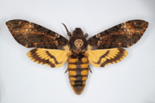 Acherontia atropos