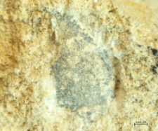 Tanidromitidae