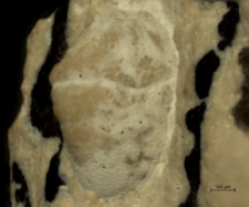 Goniodromites kubai