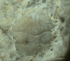 Goniodromites kubai