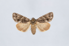 Acronicta rumicis