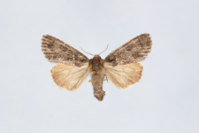 Acronicta rumicis