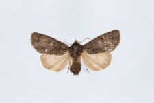 Acronicta rumicis