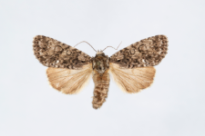 Acronicta rumicis