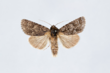 Acronicta rumicis