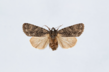 Acronicta rumicis