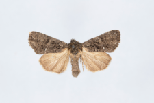 Acronicta rumicis