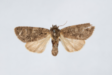 Acronicta rumicis