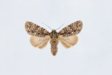 Acronicta rumicis