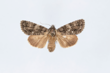 Acronicta rumicis