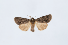 Acronicta rumicis