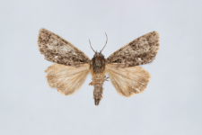 Acronicta rumicis