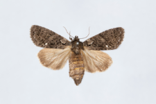 Acronicta rumicis