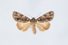 Acronicta rumicis