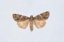 Acronicta rumicis