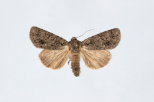 Acronicta rumicis