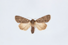 Acronicta rumicis