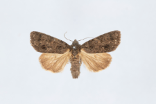 Acronicta rumicis