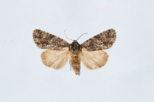 Acronicta rumicis