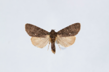 Acronicta rumicis