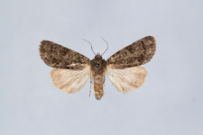 Acronicta rumicis