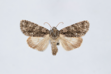 Acronicta rumicis