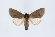 Acronicta megacephala