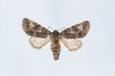 Acronicta megacephala