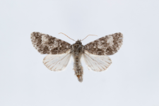 Acronicta megacephala