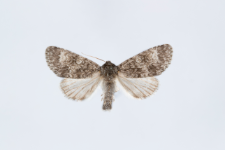 Acronicta megacephala