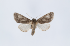 Acronicta megacephala