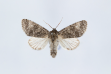 Acronicta megacephala