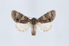 Acronicta megacephala