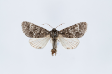 Acronicta megacephala