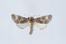 Acronicta megacephala