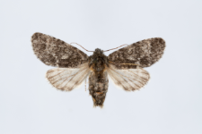 Acronicta megacephala