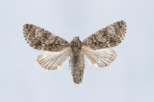 Acronicta megacephala