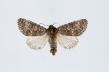 Acronicta megacephala