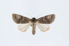 Acronicta megacephala