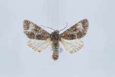 Acronicta megacephala