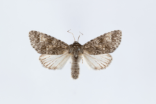 Acronicta megacephala