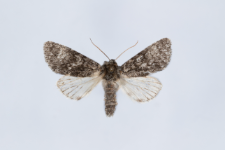 Acronicta megacephala