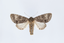 Acronicta megacephala