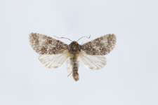 Acronicta megacephala