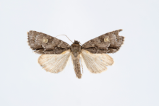 Acronicta srigosa