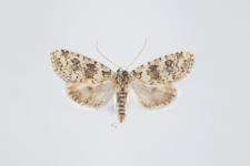 Bryophila demestica