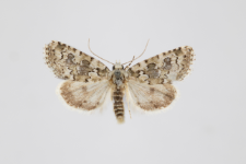 Bryophila demestica