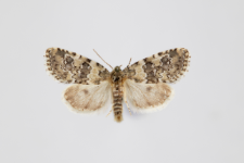 Bryophila demestica