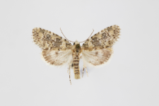 Bryophila demestica