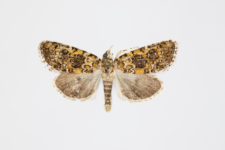 Bryophila demestica